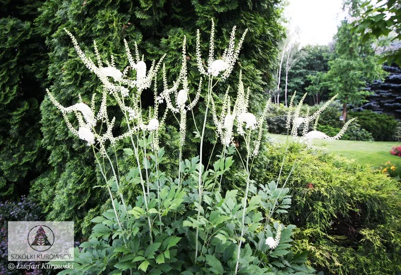 Plantas perennes