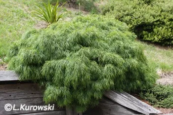 Plantas exóticas
